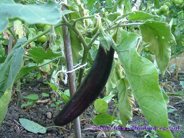 Cà - Solanum melongena L